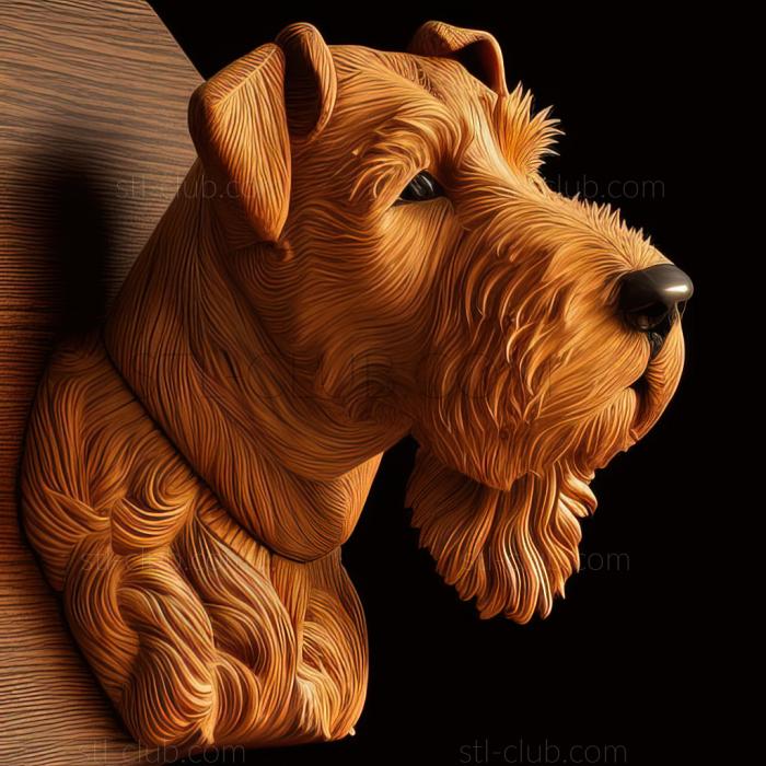 st Lakeland Terrier dog